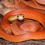 Australia's Top 10 Most Venomous Animals