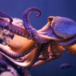 The Most Fascinating Facts about Ocean Animals